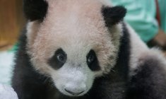 Le petit panda Satrio Wiratama, alias Rio, né il y a 170 jours, le 15 mai 2026 à Bogor, dans l'ouest de l'île de Java, en Indonésie ( AFP / Aditya Aji )