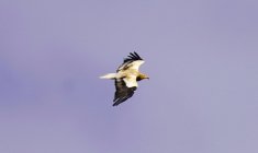 Un vautour égyptien vole au-dessus de Gjirokastër, le 12 septembre 2024 en Albanie ( AFP / Raimond Kola )