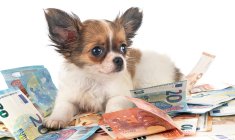 Animaux : des dépenses en hausse… et des sacrifices financiers