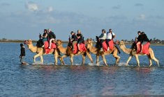 Des touristes français à dos de chameaux lors d'un séjour à Djerba, en Tunisie, le 2 mai 2026 ( AFP / FETHI BELAID )