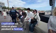 Cannes: sur la Croisette, les chiens renifleurs traquent les stupéfiants
