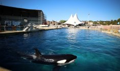 Keijo, un orque mâle, dans le bassin du parc d'attractions MarineLand à Antibes, le 27 novembre 2025 ( AFP / Valery HACHE )