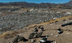 Des condors à la recherche de nourriture, à la décharge de Los Colorados exploitée par KDM Residuos, à Tiltil, au Chili, le 8 mai 2026 ( AFP / Rodrigo ARANGUA )
